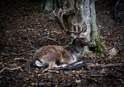 Deer relaxing at forest