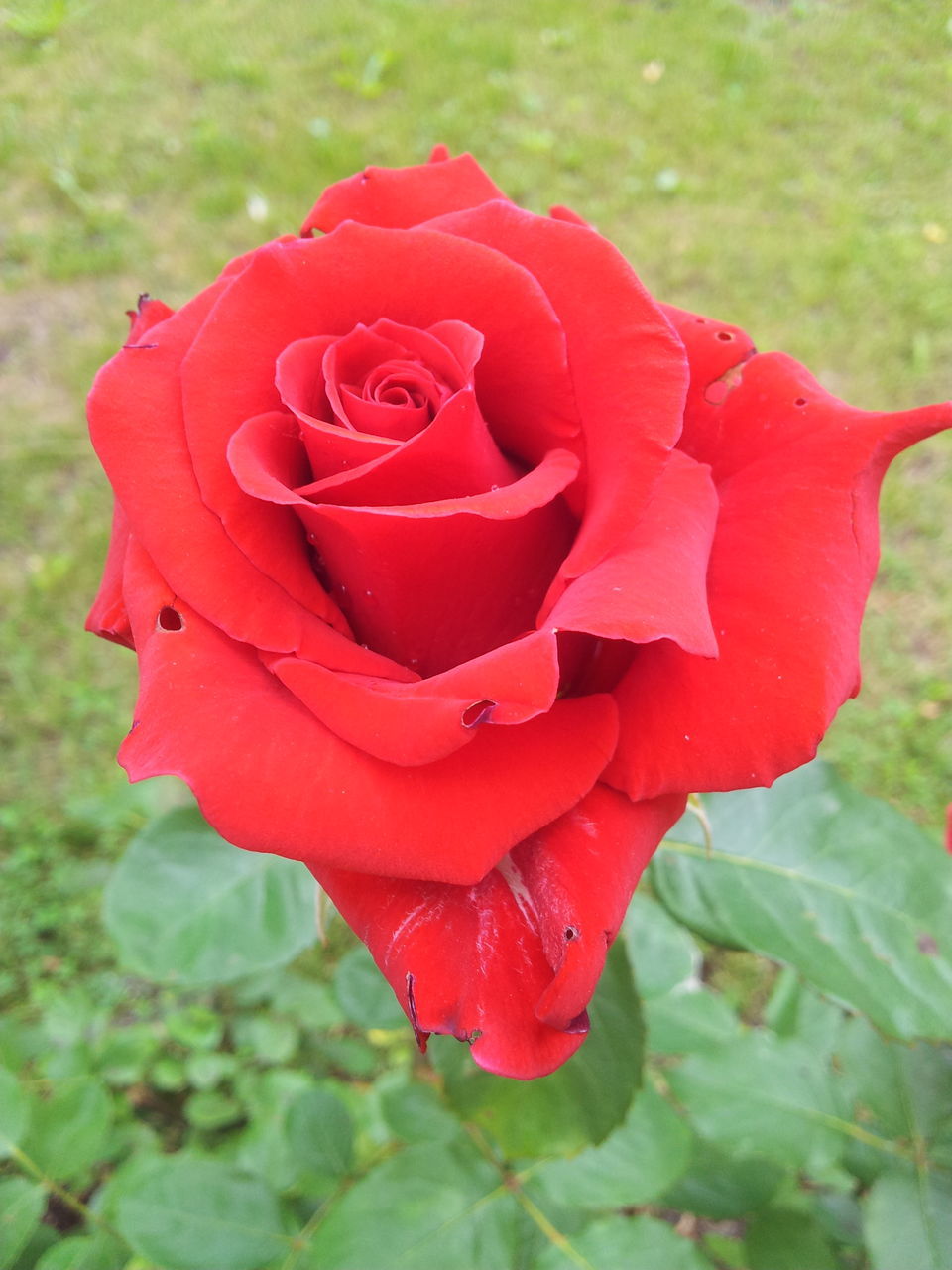 flower, petal, red, flower head, fragility, freshness, growth, close-up, focus on foreground, beauty in nature, single flower, blooming, plant, nature, rose - flower, in bloom, day, park - man made space, field, outdoors