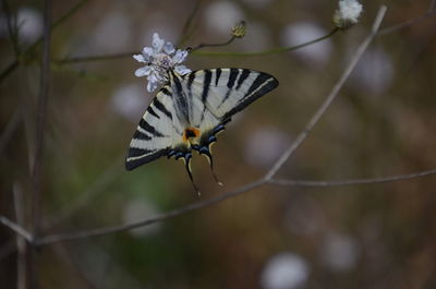 Close-up of butterfly perching on leaf