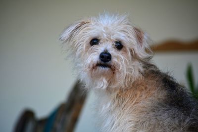 Close-up portrait of dog