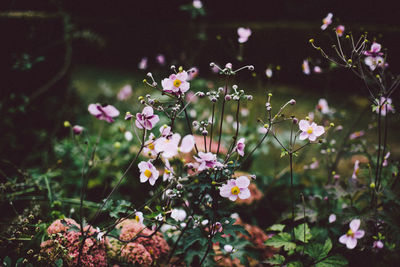 Close-up of fresh flowers