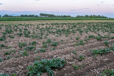 Scenic view of field against sky