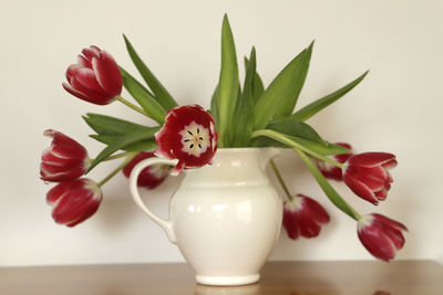 Close-up of tulips in vase against white background