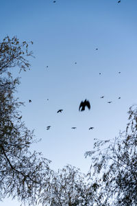 Low angle view of birds flying in sky