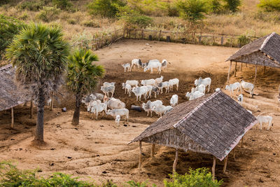 Aerial view of a small farm with cattle and shelters in the area of the bagan cultural site, myanmar