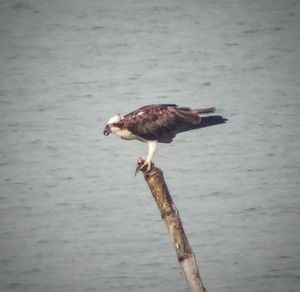 Close-up of eagle perching on water