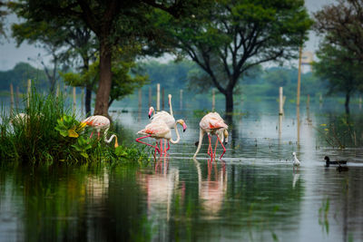 View of birds in lake