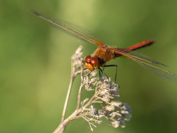 Close-up of insect on plant