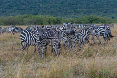 Zebras in a field