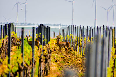 View of a fence in the field