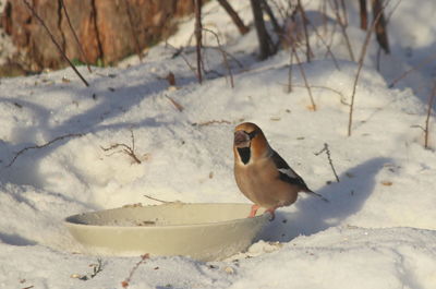 Close-up of bird on snow covered land