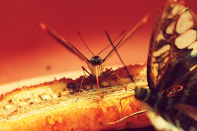 Close-up of butterflies