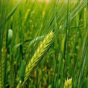 Close-up of wheat growing on field