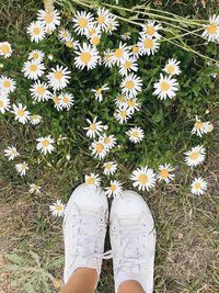 Low section of person standing on daisy plant