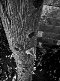 Close-up of tree trunk