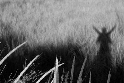 Close-up of wheat field