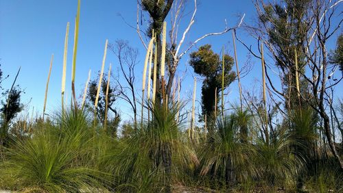 Low angle view of trees against blue sky