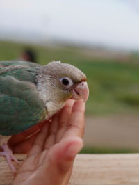 Close-up of hand holding bird