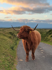 Brown horse cart on road