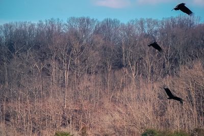 Birds flying over trees