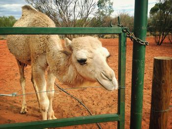 Goat standing on field