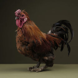 Close-up of rooster over black background