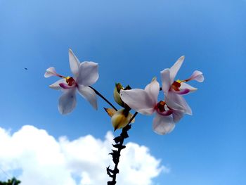 Low angle view of white flowering plants against blue sky