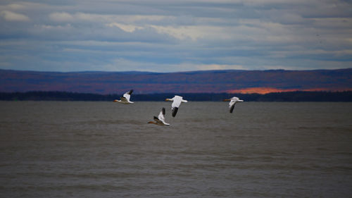 Swans flying over sea against sky