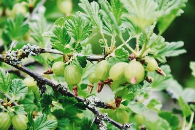 Close-up of flowering plant on tree