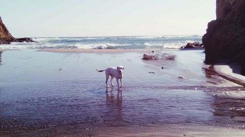 Dog on beach by sea against sky