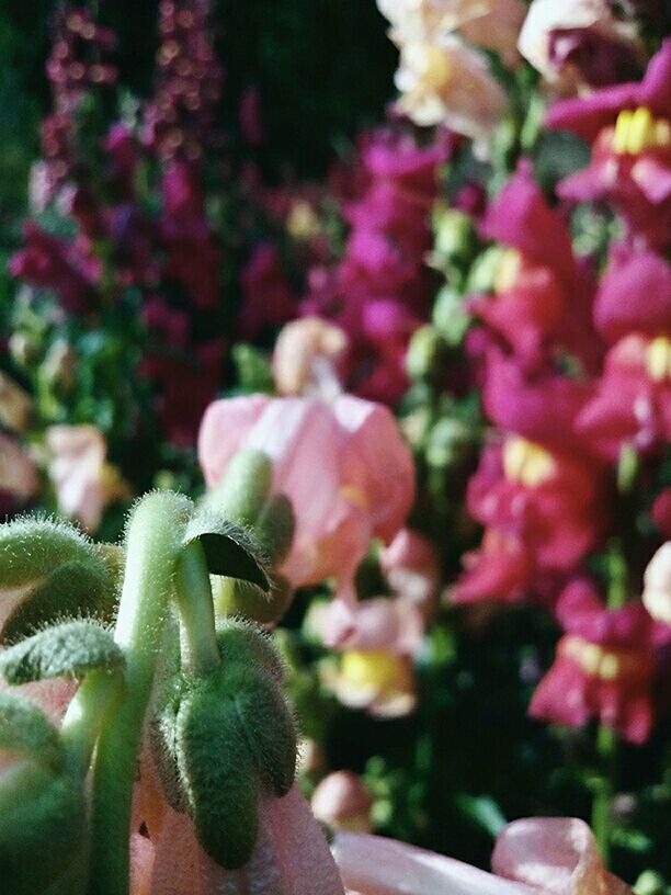 flower, freshness, growth, focus on foreground, plant, fragility, close-up, beauty in nature, nature, bud, petal, flower head, leaf, selective focus, stem, blooming, growing, in bloom, green color, outdoors