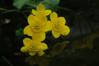 Close-up of yellow flowering plant