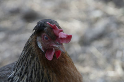 Close-up of creme legbar hen