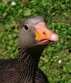 Close-up of a bird