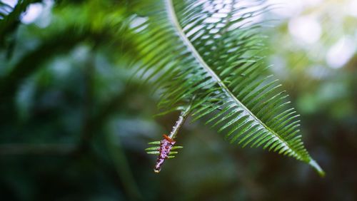 Close-up of leaves on tree