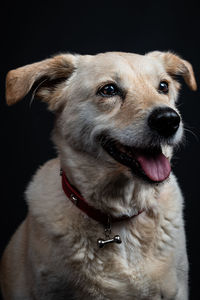 Close-up portrait of dog