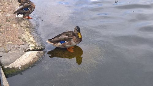 High angle view of duck swimming in lake