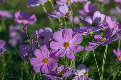 Close-up of purple flowering plants