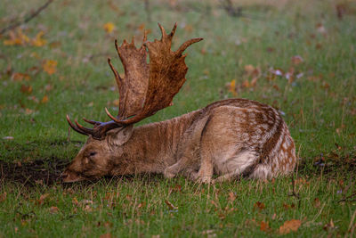 View of deer on field