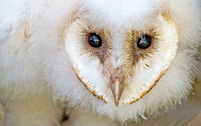 Close-up portrait of white owl