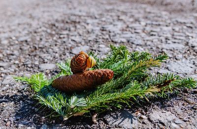 Close-up of pine cone on ground