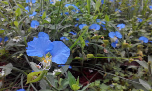 Close-up of purple flowers blooming outdoors