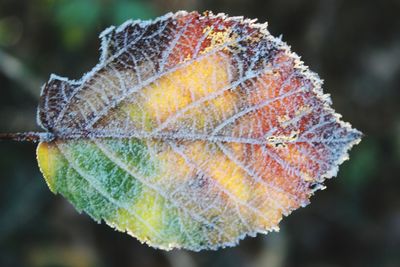 Close-up of autumnal leaves against blurred background