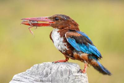 Close-up of bird perching on a branch