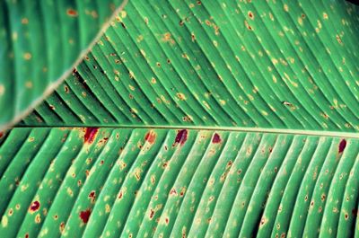 Full frame shot of green leaves