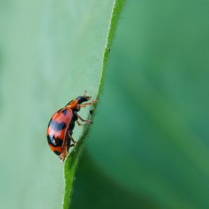 Close-up of ladybug on plant