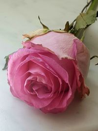 Close-up of pink rose flower