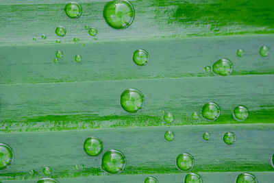 Full frame shot of water drops on fruit