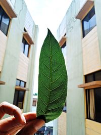 Close-up of hand holding leaves against building