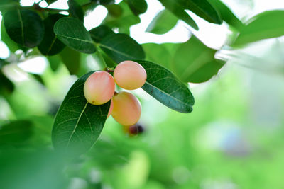 Close-up of fruits on tree